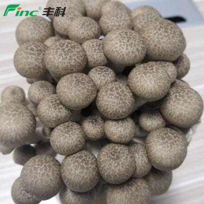 China Brown Vegetables Fresh Top Selling Marmoreus Mushroom Organic Mushroom for sale