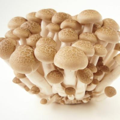 China 6kgs China Cryspy Hotpot Fresh Nutritious Sweet Mushrooms For Restaurant for sale