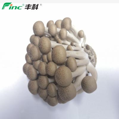 China Factory direct supply cheap fresh vegetable shimeji mushroom volume for sale