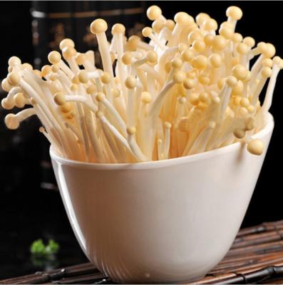 China Hot Selling Fresh Delicious Raw Golden Enoki Fresh for sale