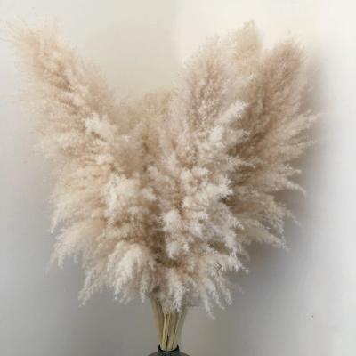 China Real factories popular wholesale forget me pampas Crystal Grass Dried Flower non home room festival decoration for sale