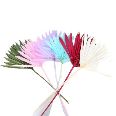 China decorative flowers & Braid Real Decorative Natural Cut Dried Floral Preserved Palm Fan Palm Leaves EN090 Forever For Home Wedding for sale