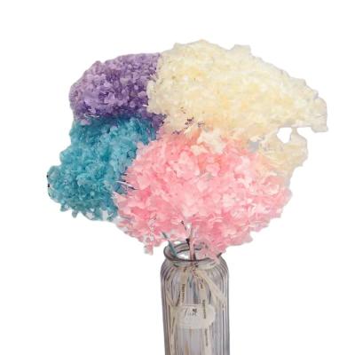 China EN084 Realistic Multiple Color Hydrangea Dried Lavender Flowers Natural Dried Flowers for sale