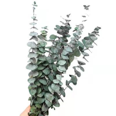 China decorative flowers & Braid home decoration EN083 eucalyptus wholesale leaves eucalyptus leaves dry flowers immortal flowers for sale