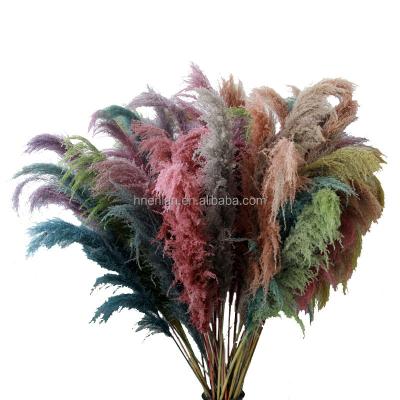 China decorative flowers & Natural Durable Preserved Pampas Grass Reed Phragmites Decorative Colorful Color Flowers Garlands Factory Supply EN112 Large for sale