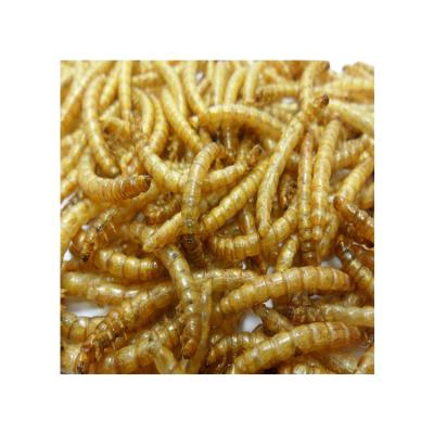 China High Quality Hot Selling Cat Chicken Dog Professional Factory Seiving Fish Bird Mealworm Mealworm Growing Protein for sale