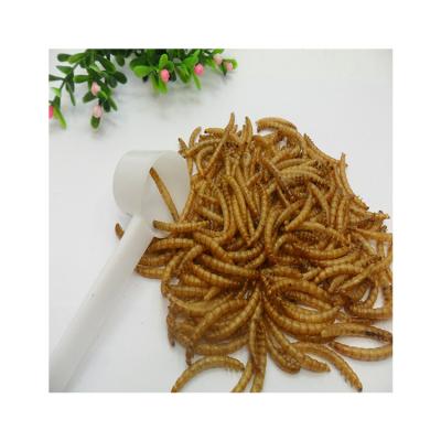 China Factory Direct Selling High Quality Mealworms Wild Cubs Bird Pellet Mealworms for sale