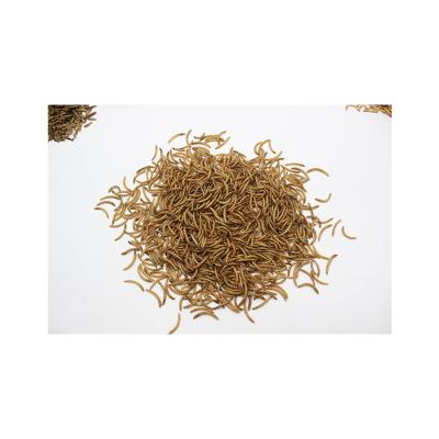 China Small animal factory low price insect protein mealworm protein powder sieve pupae making mealworm for sale