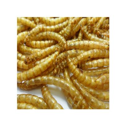 China High Quality Fish Bird Cat Chicken Dog Low Price Mealworm Animal Feed Meal Yellow Dry Worms For Birds Mealworm for sale