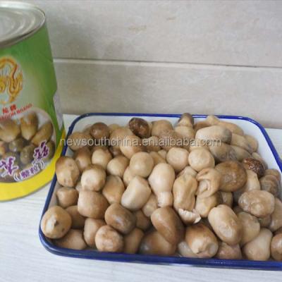 China Canned Canned Straw Mushroom Canned Mushroom 425g / Whole 800g for sale