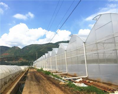 China Large Multi-Span PE Greenhouse Agriculture Film Cheap Price For Sale for sale