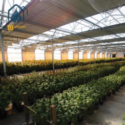 China Competitive PE Multi-span Light Department Greenhouse Automated Commercial Black Hemp Greenhouse for sale