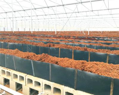 China PP Hydroponic Agricultural Tomato Seedlings Transplanting In Bowls for sale