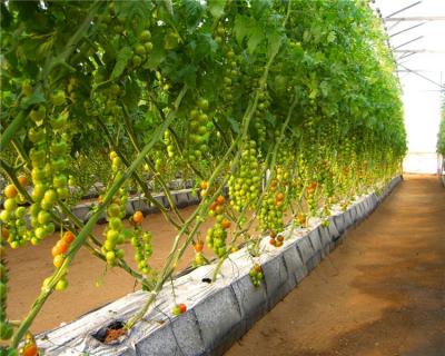 China Hydroponic PP Drainage Bowl System PP Roll Tomatoes Growing Gutter for sale