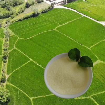 China OMRI-Listen-Sojaprotein-Hydrolysataminosäure nitrogen16 Aminosäure pulverisieren 85% Landwirtschaft zu verkaufen