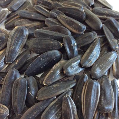 China 2021 New COMMON Cultivation Inner Mongolia Black Sunflower Seeds , Sunflower Seed Ton Price for sale