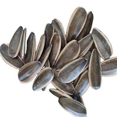 China 2021 New Cultivation China Sunflower Common Seeds 361inner Mongolia Plant Big Size for sale