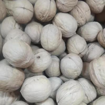 China Dry Organic Light Halves Walnut Wholesale Raw Natural Walnut Kernels 2021 Cultivation Style for sale