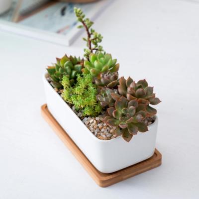 China Modern White Ceramic Flower Pots And Planters With Bamboo Tray For Succulent Planters for sale