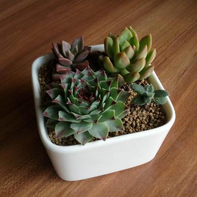 China Modern Ceramic Plant Flower Pots Manufacturers Wide Square Ceramic Potery For Succulent Plants for sale