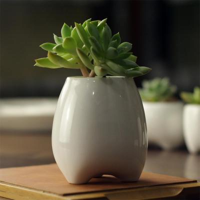 China Modern Korean White Ceramic Succulent High Tooth Shape Pot Planter Pots Ceramic Flower Pot For Plants for sale