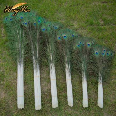 China Craft 70-120cm colorful decoration feather peacock feather decoration material large for sale for sale