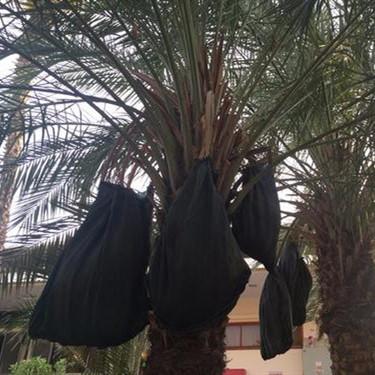 China Middle East Market Durable Date Palm Bags Date Palm Protection Net Bags With UV for sale