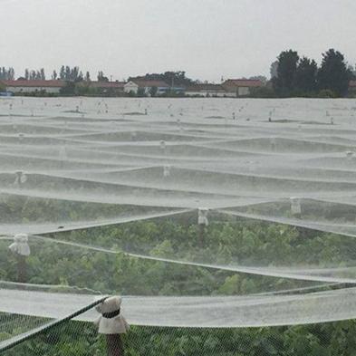 China Durable High Quality Agriculture Greenhouse HDPE Anti Insect Mesh Net for sale