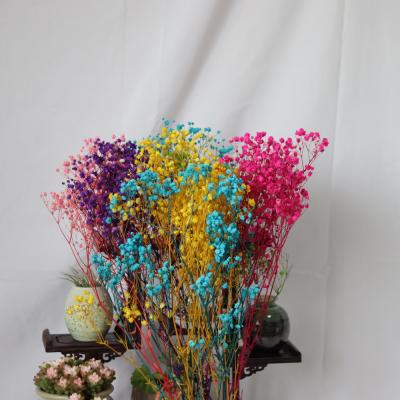 China Natural Wholesale Plants Long Lasting Floral Arrangement Plants Eternal Decorations Preserved Baby's Breath In Touch for sale