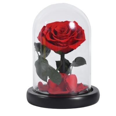 China eco-friendly & Fshionable Rose Wholesale Price Forever Preserved Eternal Roses in Custom Eternity Rose Glass Dome for sale