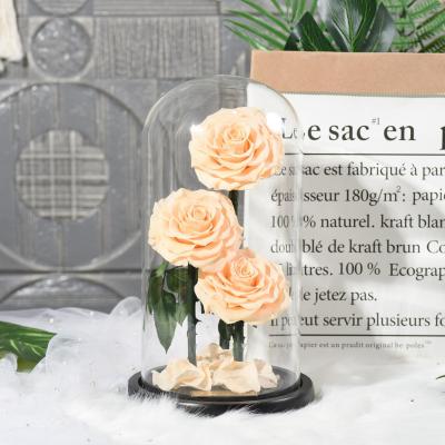 China fashionable & Environmentally Friendly Luxury Wedding Preserved Glass Festival Gifts Roses Decorative Flowers For Customize Gift Decoration for sale