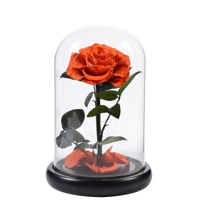 China fashionable & Multicolorful Environmental Friendly Grade A Grade Glass Dome Decorative Flowers Preserved Rose For Decoration Events for sale