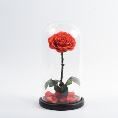 China Perfect Wedding Party Event Decoration Valentines Day Gifts Multiple Colors Preserved Eternal Real Rose Flower In Glass Dome for sale