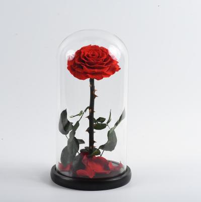 China Hot Selling Beauty And The Beast Party Decoration Red Natural Preserved Eternal Real Rose In Glass Dome Flower for sale