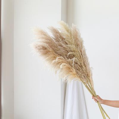 China Wedding Party Event Decoration Plant Dried Luxury Large Reed Decorative Flower Arrangements Dried Fluffy Natural Pampas Grass for sale