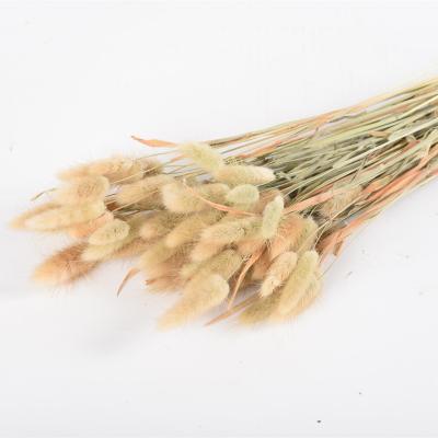 China Environment Friendly & 2021 Fashionable Factory Supply Ins. Bunny Grass Dry Lovely Bunny Grass For Boho Decor for sale