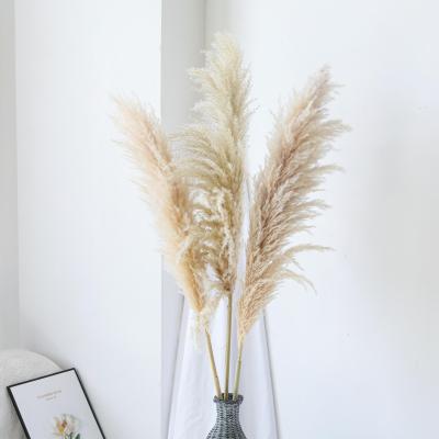 China Home Decorative Flower Wedding Wholesale Plume Phragmites Pampas Grass Tall Natural Events Decoration for sale