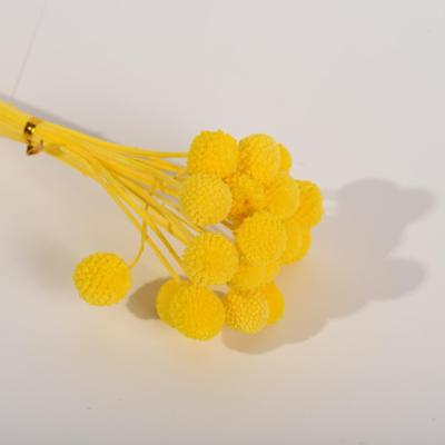 China Wholesale Yellow Bleached Events Decoration Wedding Home Decoration Dried Craspedia Real Natural Billy Balls Flowers for sale