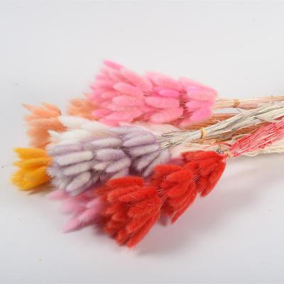 China Environment Friendly & Wholesale Fashionable Dried Flower Dried Bunny Tails Grass Lagurus Colorful Bunny Tails Grass for sale