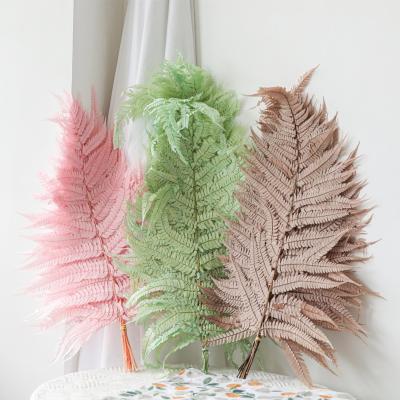 China 2021 Hot Selling Natural Touch Natural Fern Leaves Preserved Dried Fern Leaves Decoration Natural Leaves For Gift Decoration Wedding for sale