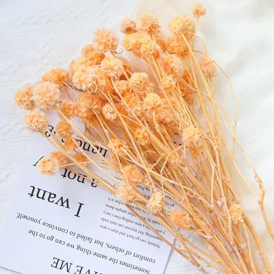 China Contact INS Best Seller Floral Natural Dried Flower Arrangements Preserved Scabiosa to Wedding Home Decor for sale