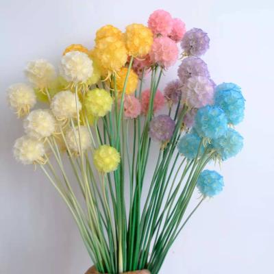 China Plant Home Decoration Hot Sale Natural Dry Weding Flowers Preserved Large Scabiosa Fruit For Home for sale