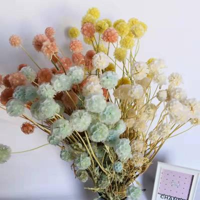 China Weding Home Decoration Hot Selling Natural Dry Flower Decoration Preserved Scabiosa Clump For Home for sale