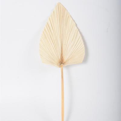 China Hot Selling Real Natural Amazon Touch 40-60 Cm Dried Palm Leaves Natural Dried Palm Fans Dried Plants Cordia Dried Palm Leaves for sale