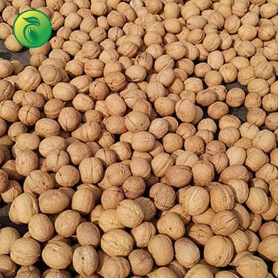 China Chinese Supplier Best Price Dried Oganic Nuts With Thin Without Nuts Price for sale