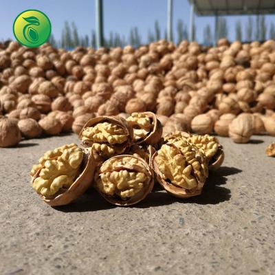 China China Wholesale Supplier Dried Whole Walnuts Natural Walnuts Manufacturer for sale