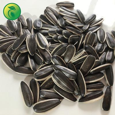 China Dried raw sunflower kernels and kernels of sunflower seed for sale