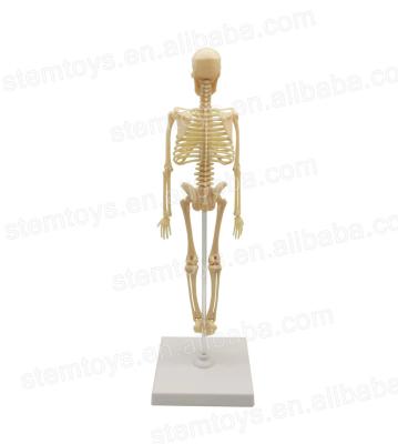 China high quality & eco-friendly educational toy human skeleton model for school for sale