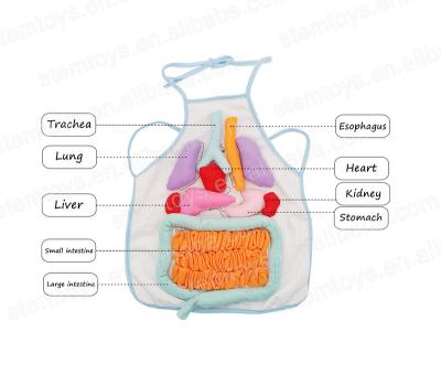 China high quality & Environmentally Friendly Preschool Stem Apron Anatomy Human Organ 3D Plush Toys Educational Teaching Aids Judged Toy Superdry Elevate Future Thinking for sale