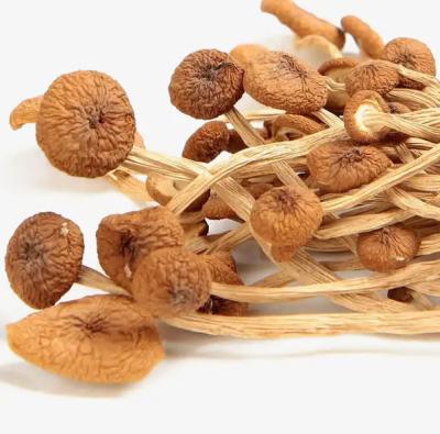 China Agrocybe aegerita dry edible dry tea tree spread natural agrocybe cylindracea for sale